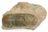 Large, Prone Paralejurus Trilobite Fossil - Lghaft, Morocco #350435-3